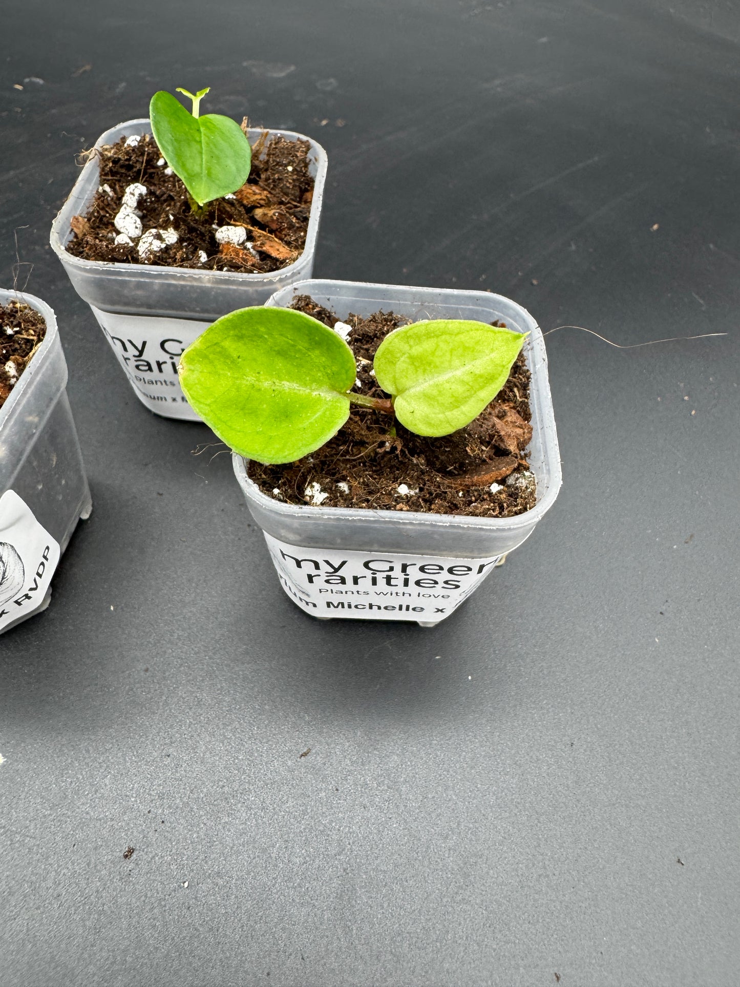 Michelle Hybrid Selection Trio