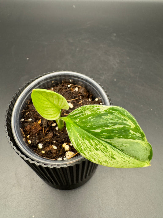 Scindapsus moonlight marble