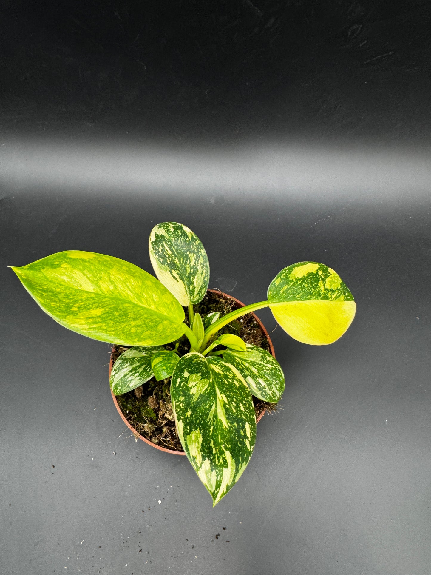 Philodendron Green Kongo variegata