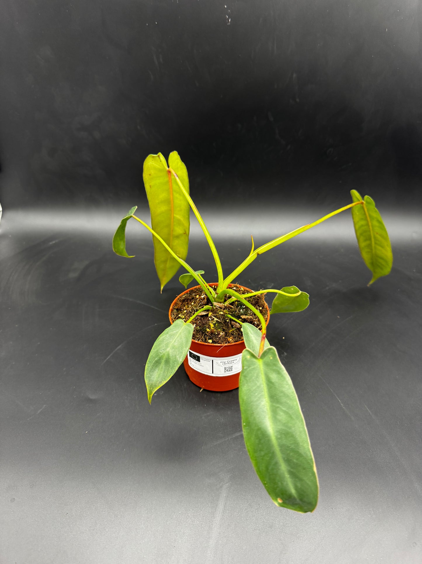 Philodendron Spiritus Sancti