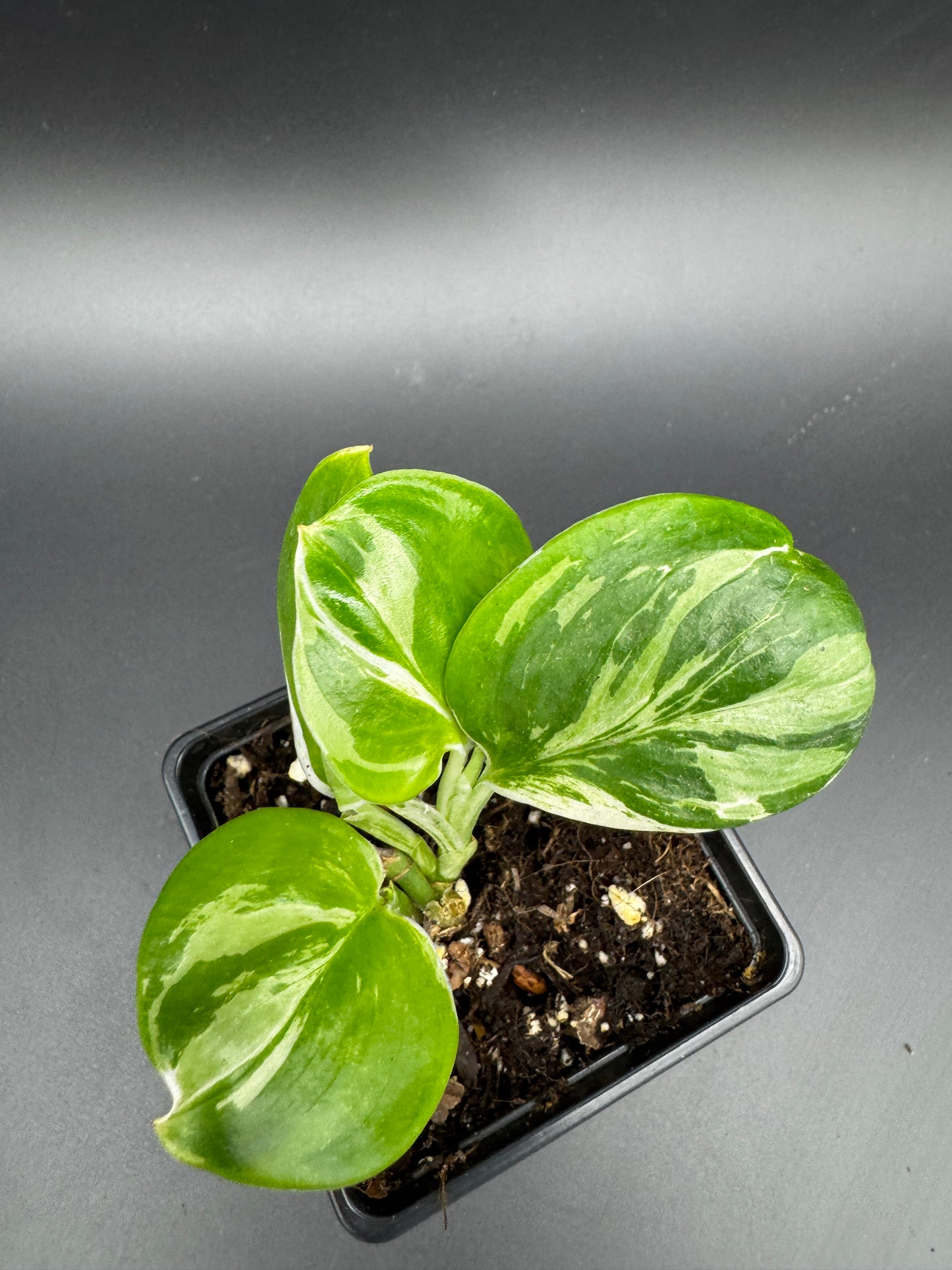 Scindapsus treubii moonlight variegata.