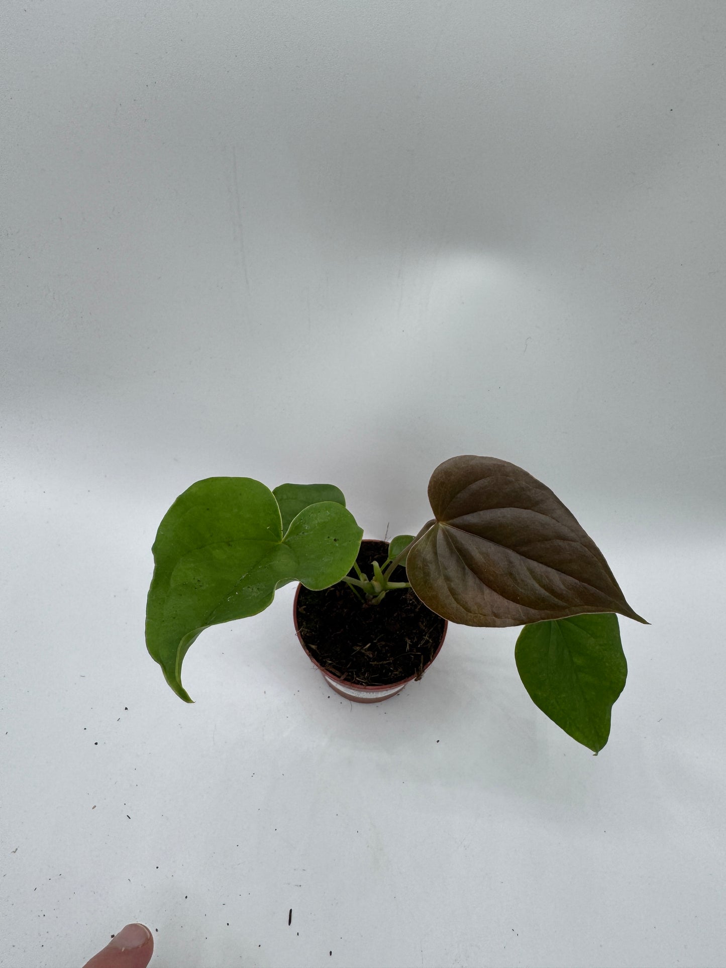 Anthurium red Beauty