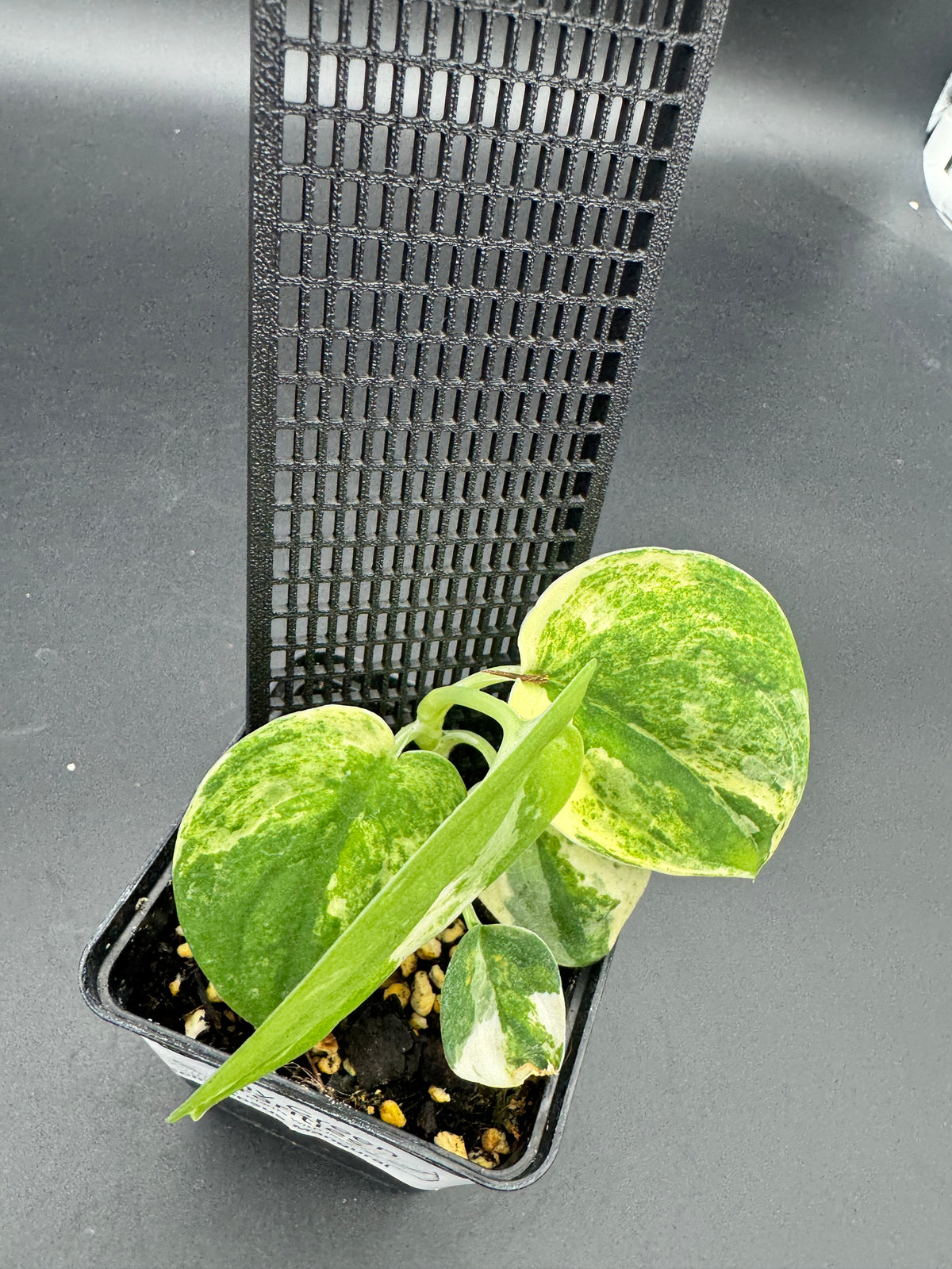Scindapsus mangurai