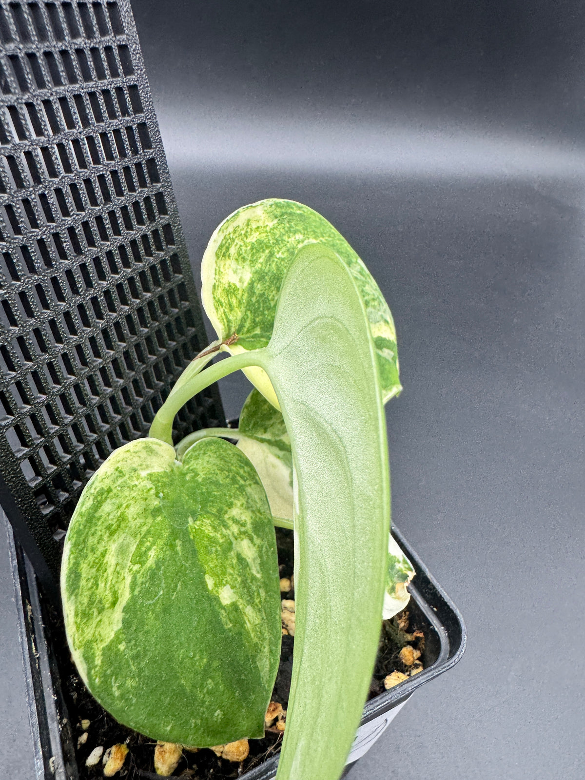Scindapsus mangurai