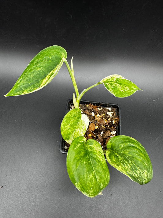 Scindapsus Jade Satin variegata