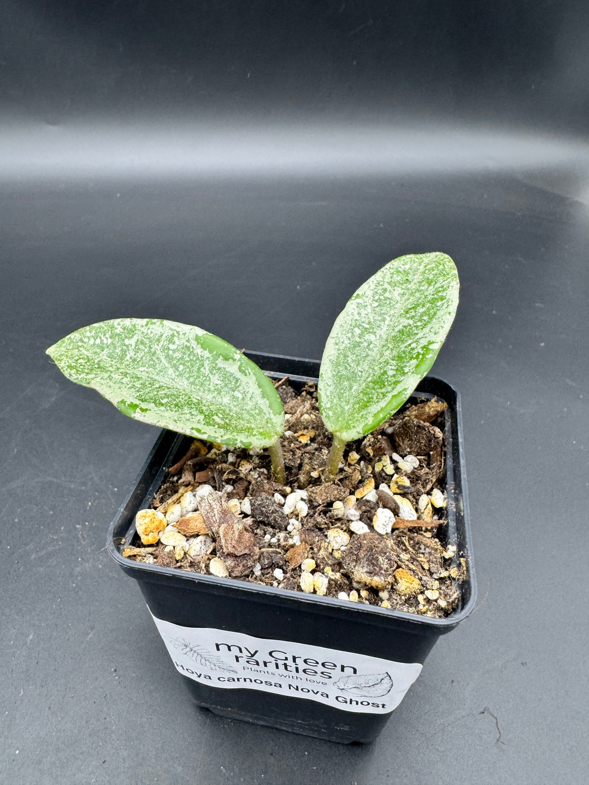 Hoya carnosa Nova Ghost