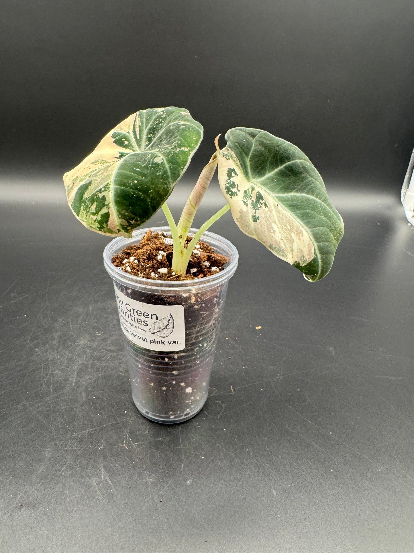 Alocasia black velvet pink variegata