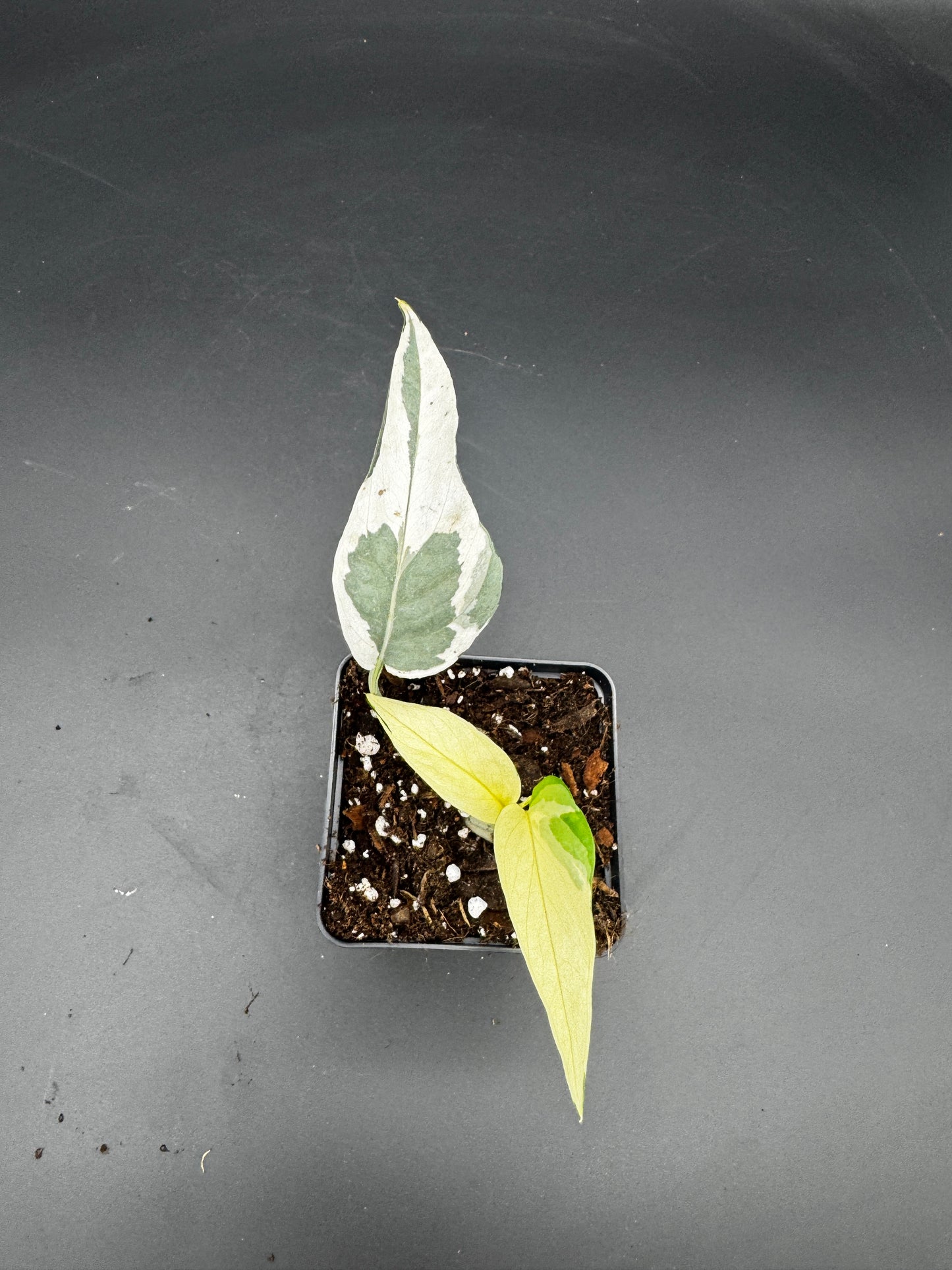 Epipremnum collector‘s Trio