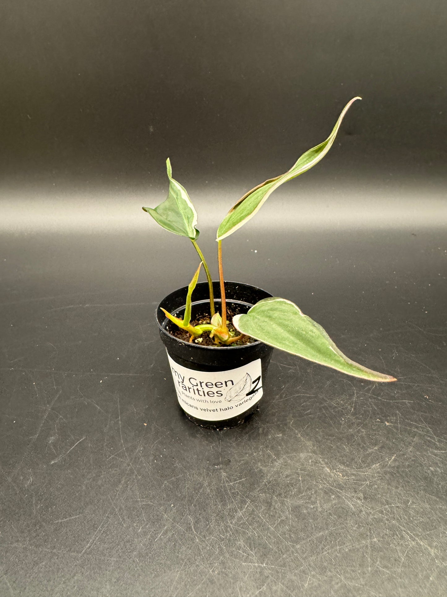 Philodendron micans velvet halo variegata