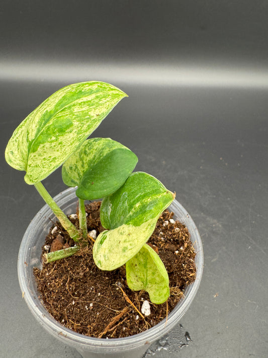 Scindapsus jade Satin variegata