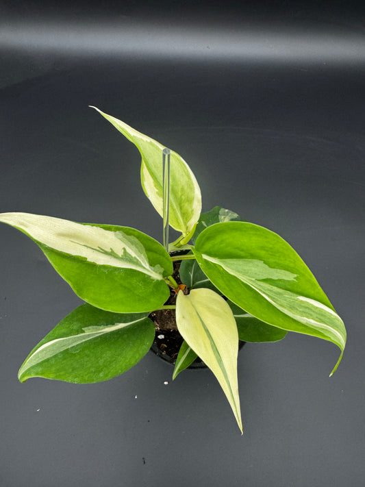 Philodendron hederaceum Rio
