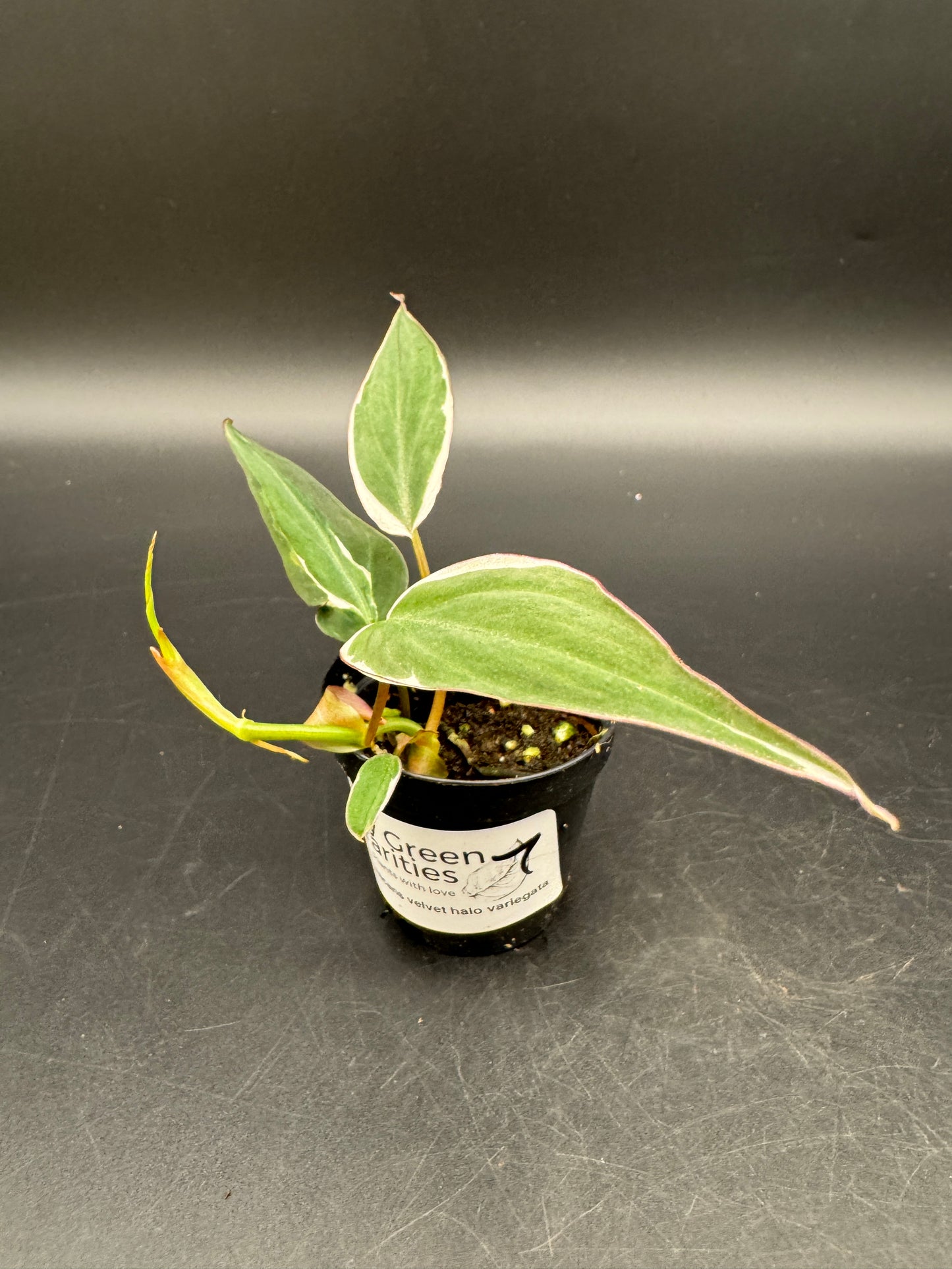 Philodendron micans velvet halo variegata