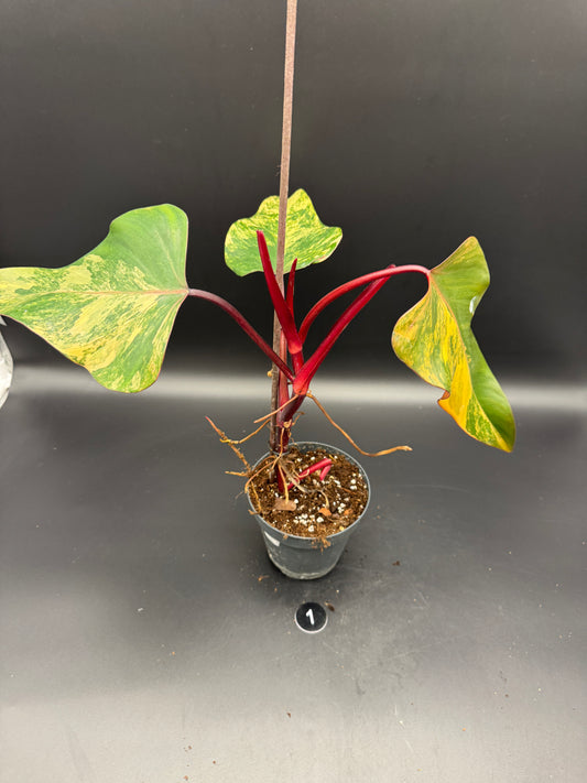 Philodendron strawberry Shake