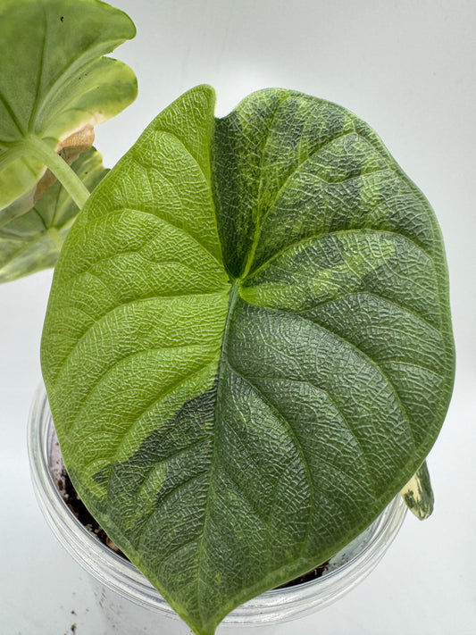Alocasia melo aurea variegata