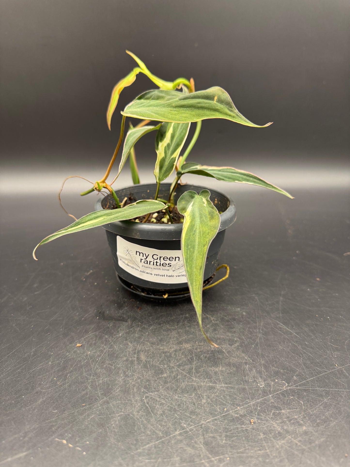 Philodendron micans velvet halo variegata