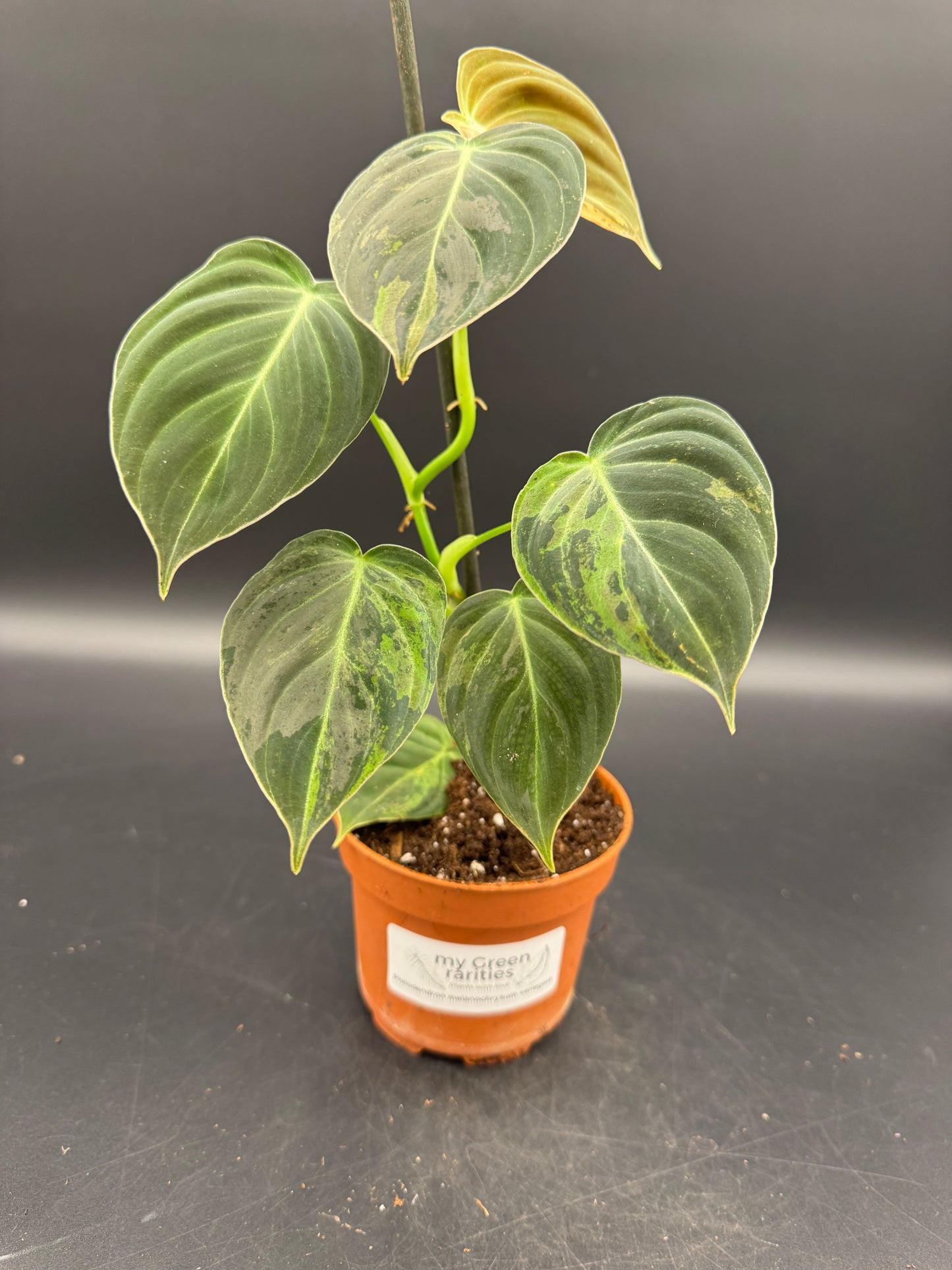 Philodendron melanochrysum variegata