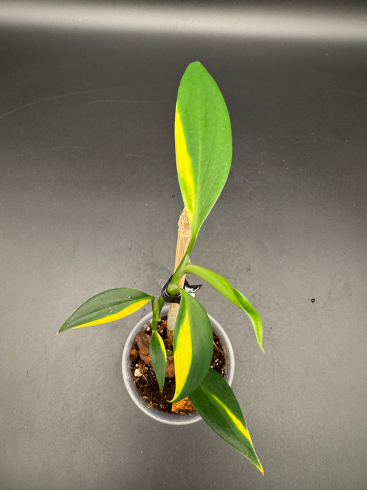 Scindapsus coreaceus aurea variegata