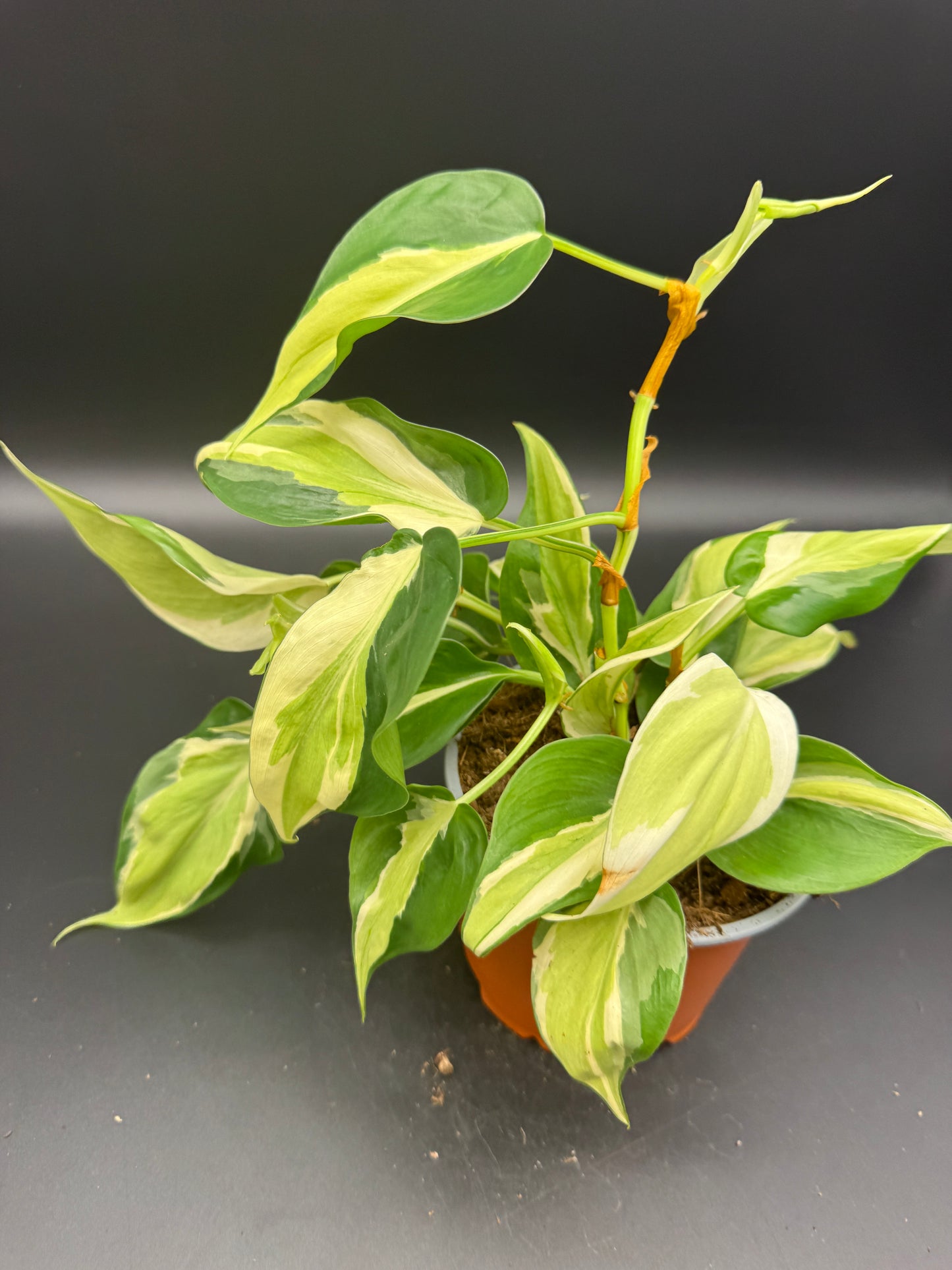 Philodendron cream Splash