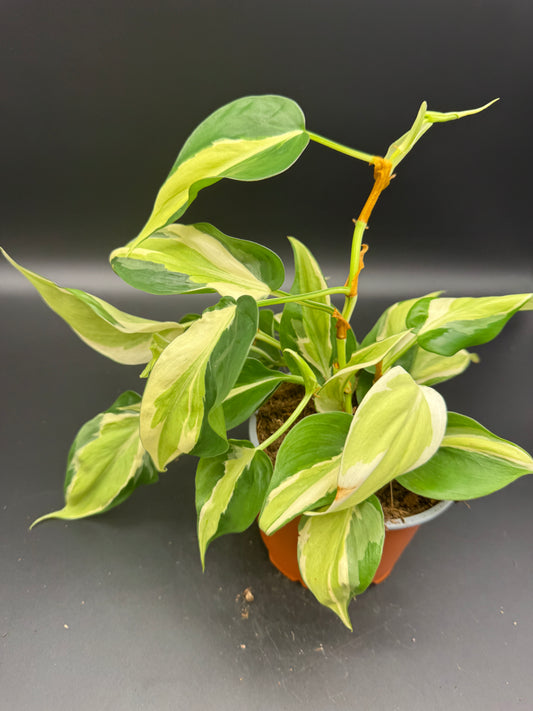 Philodendron cream Splash