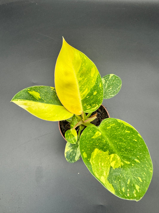 Philodendron Green Kongo variegata