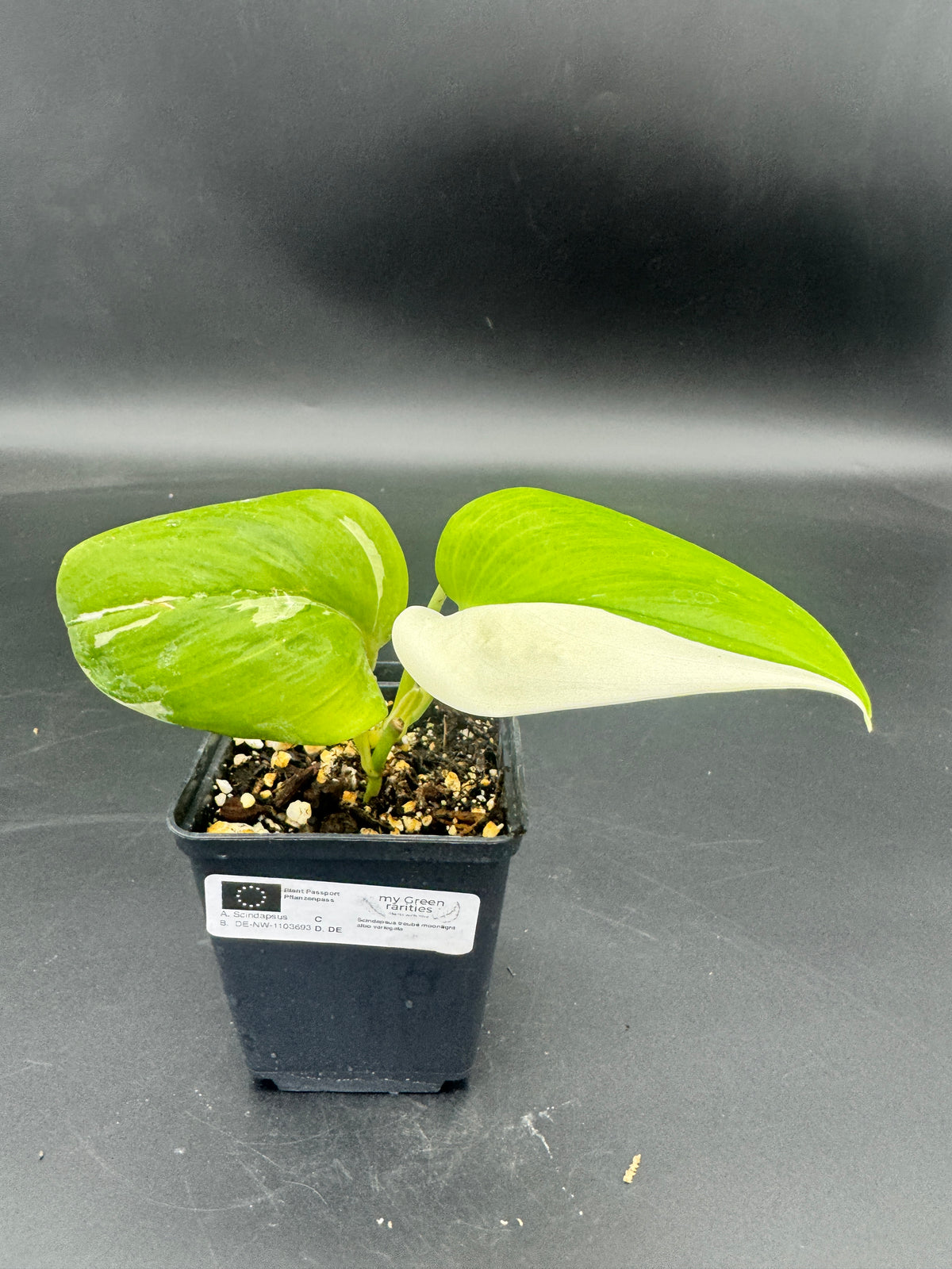 Scindapsus treubii moonlight albo variegata