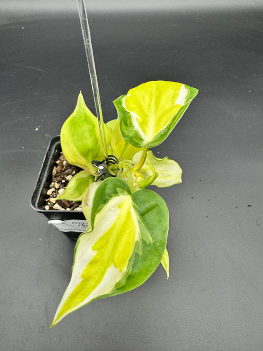 Philodendron cream splash