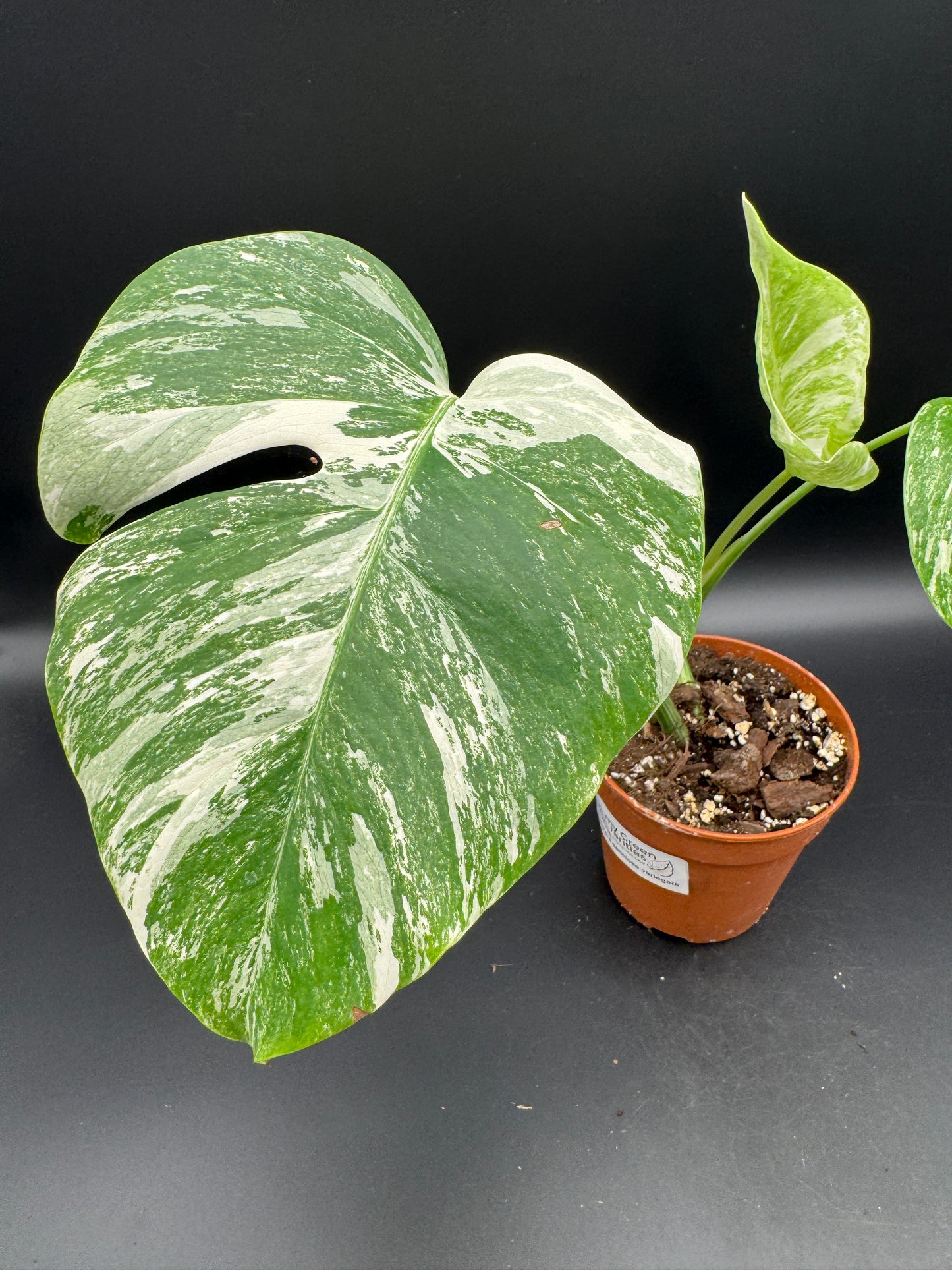 Monstera deliciosa variegata