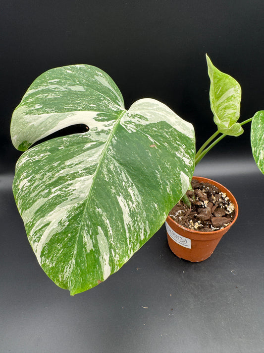 Monstera deliciosa variegata