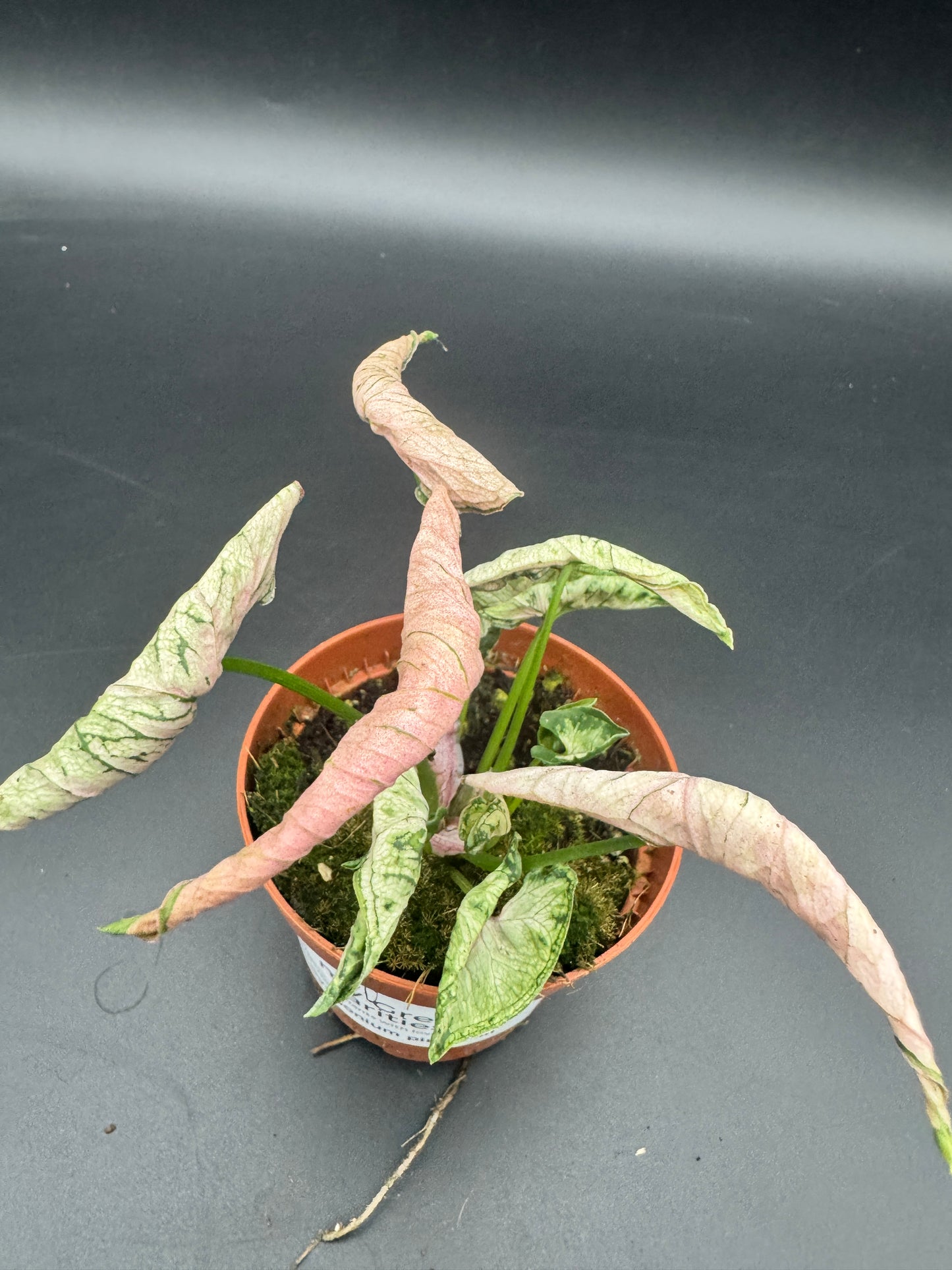 Syngonium pink rolli