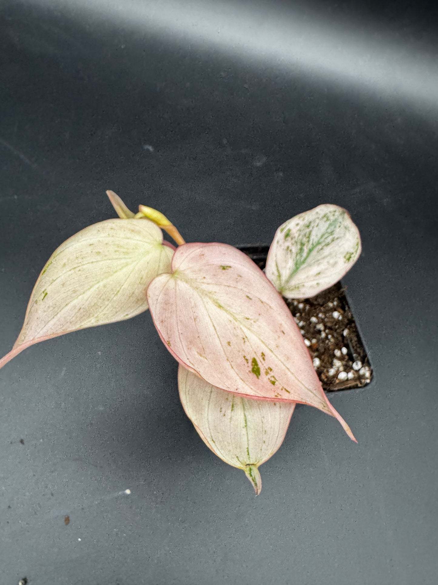 Philodendron micans pink marble variegata