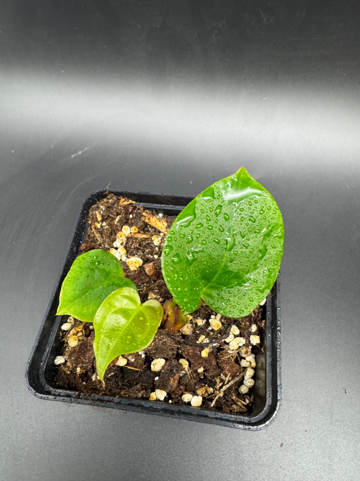 Anthurium Blue Papi X Goliath