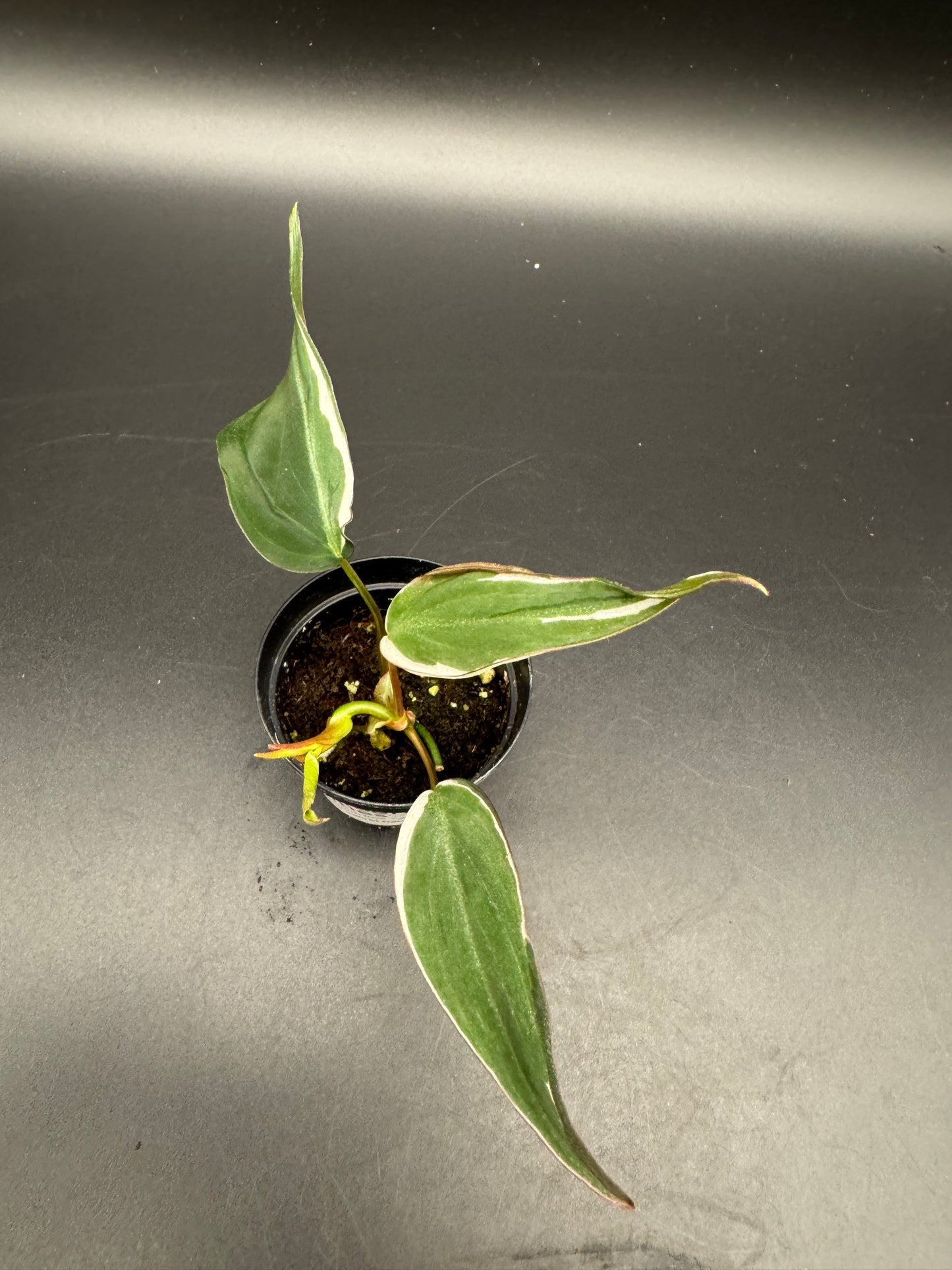 Philodendron micans velvet halo variegata