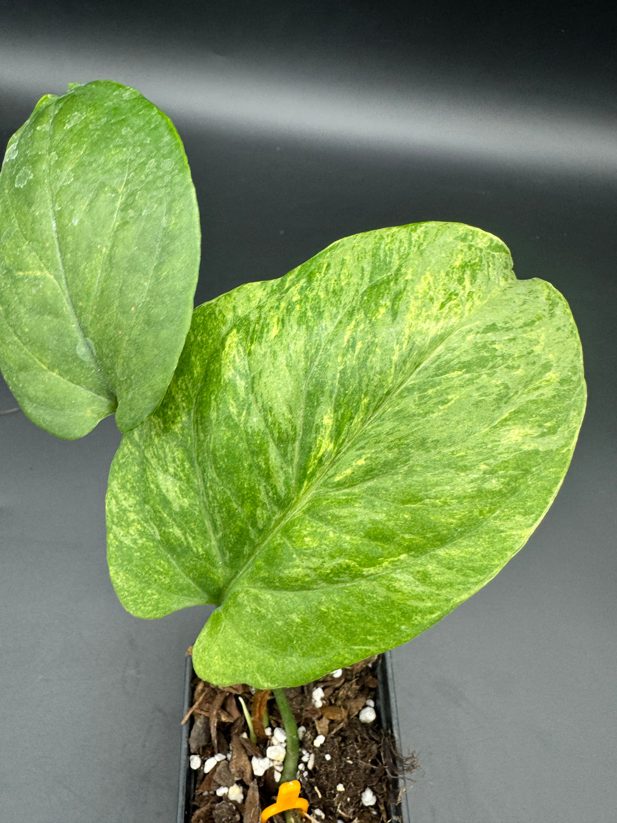 Amydrium Medium mint Variegata
