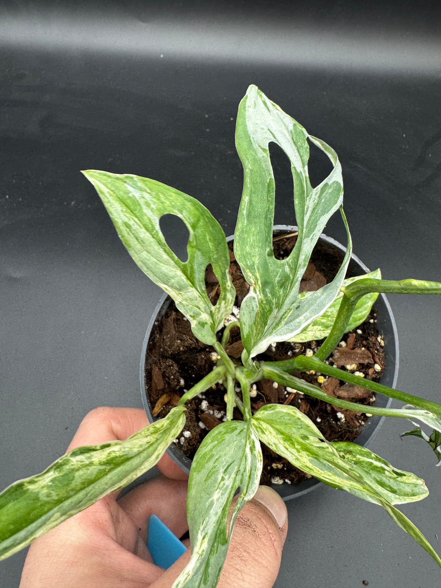 Monstera Adansonii Indonesien marble
