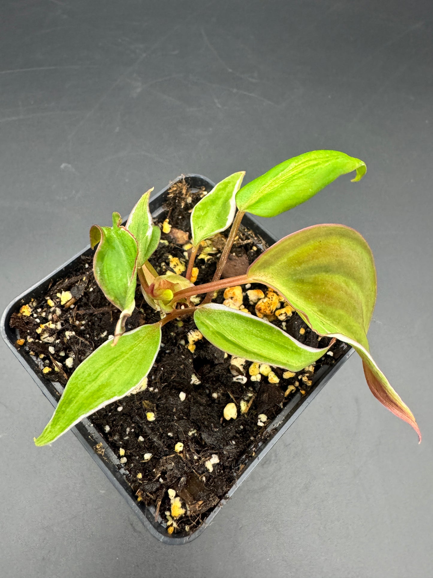 Philodendron micans velvet halo variegata