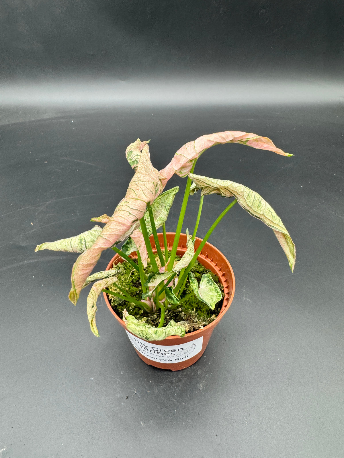 Syngonium pink Rolli