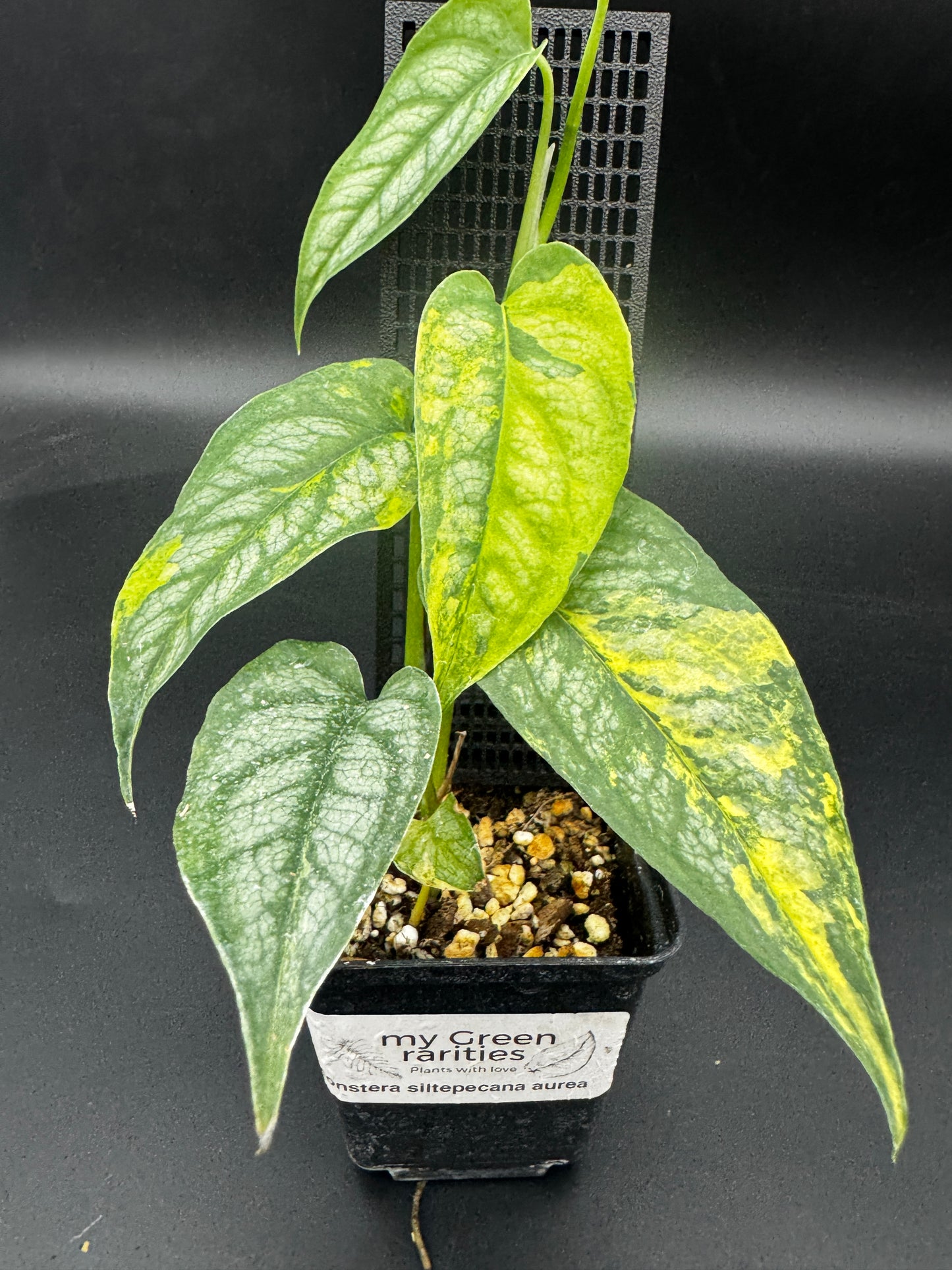 Monstera siltepecana Aurea variegata