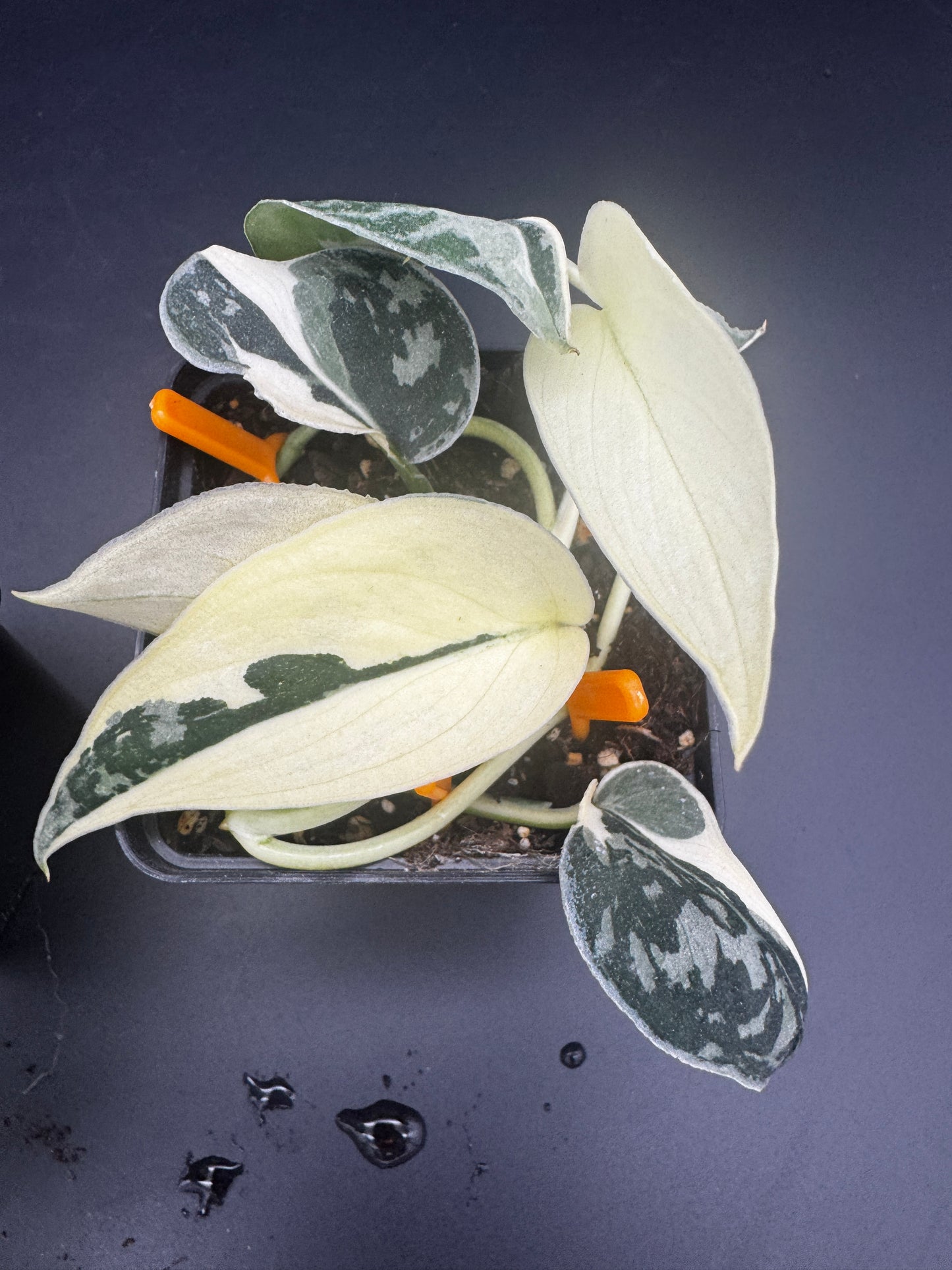 Scindapsus Collector’s Trio