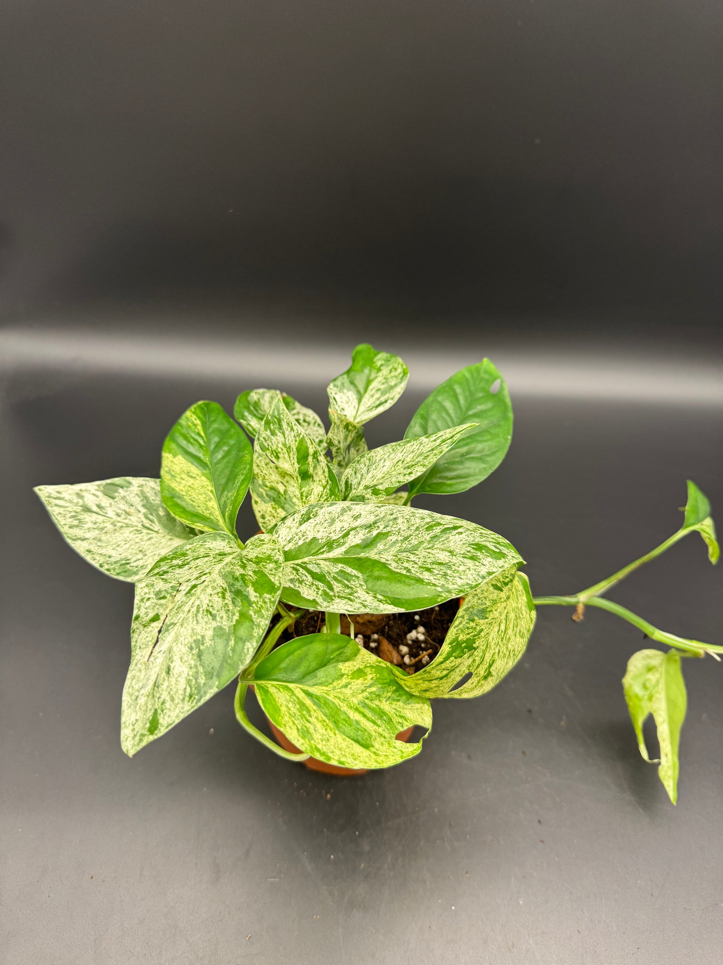 Epipremnum pinnatum Marble variegata
