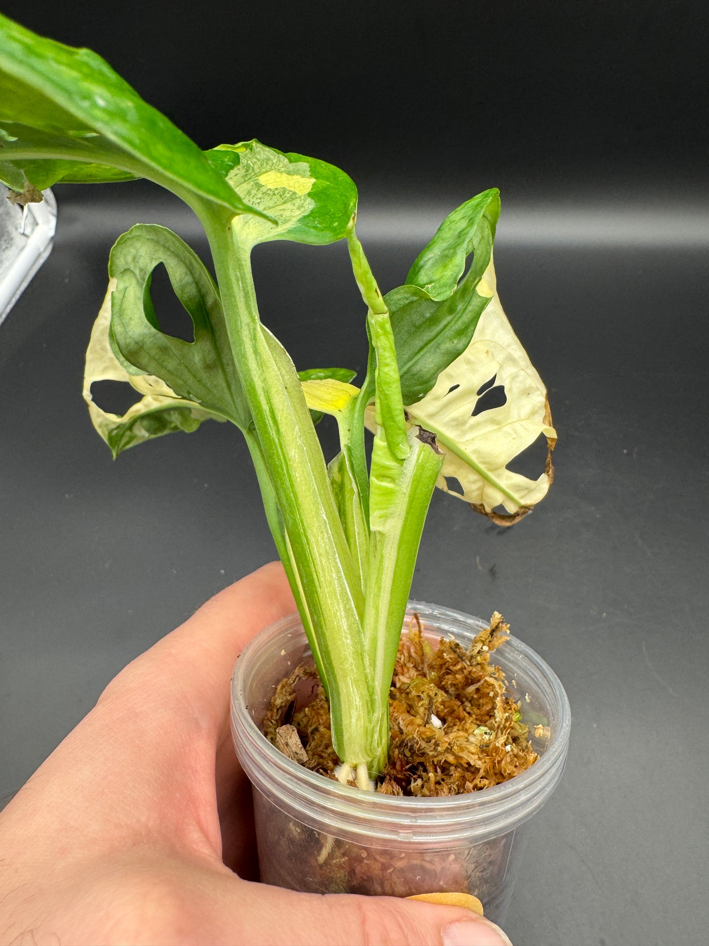 Monstera Adansonii albo variegata kopfsteckling
