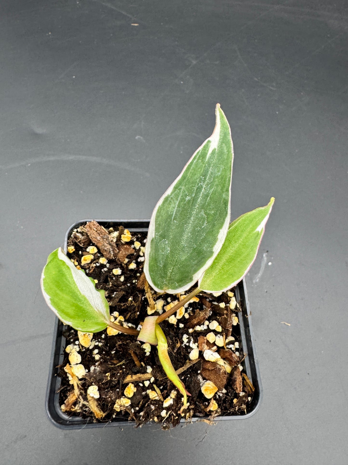 Philodendron micans velvet halo variegata