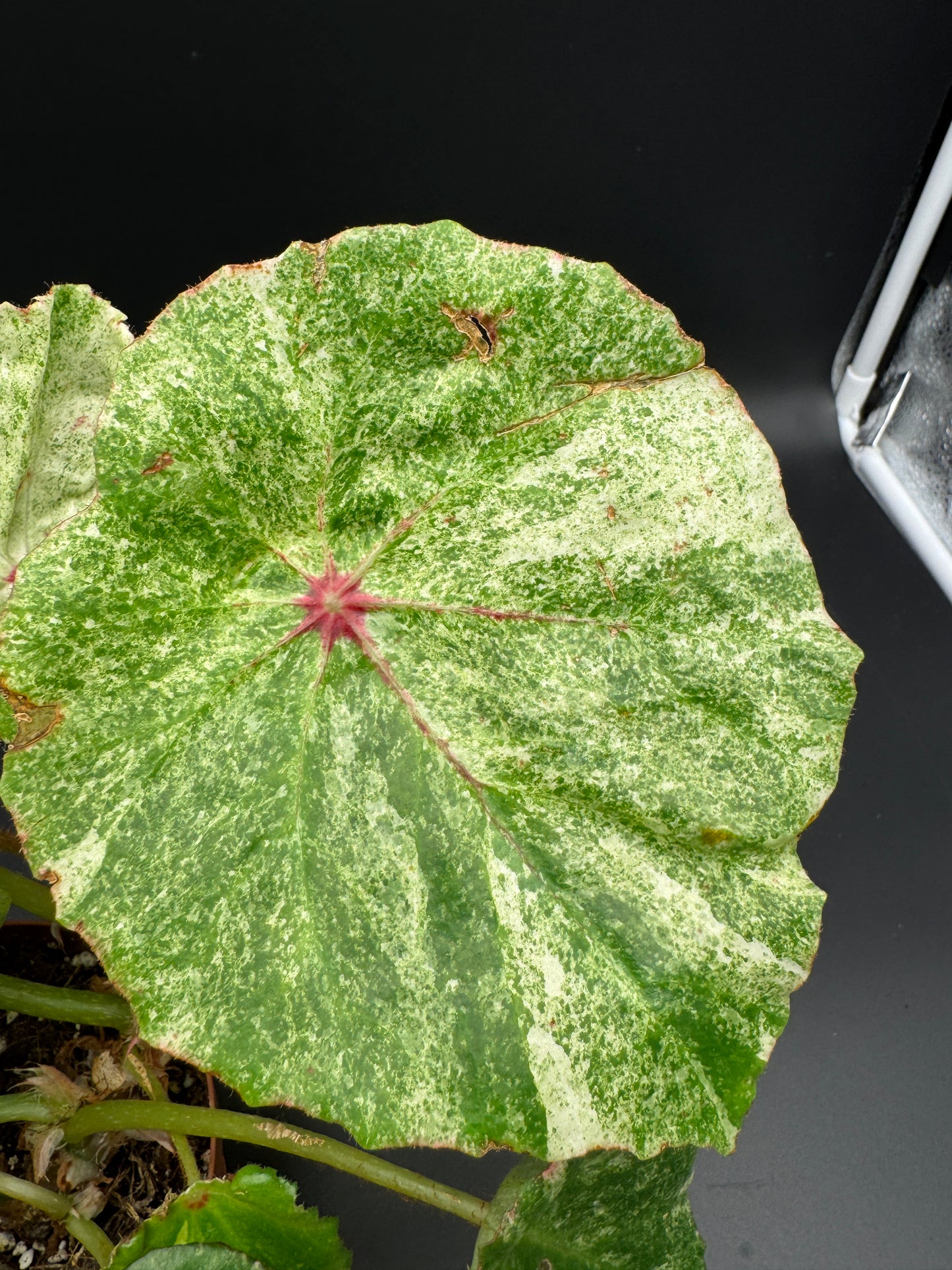 Begonia Rouge variegata