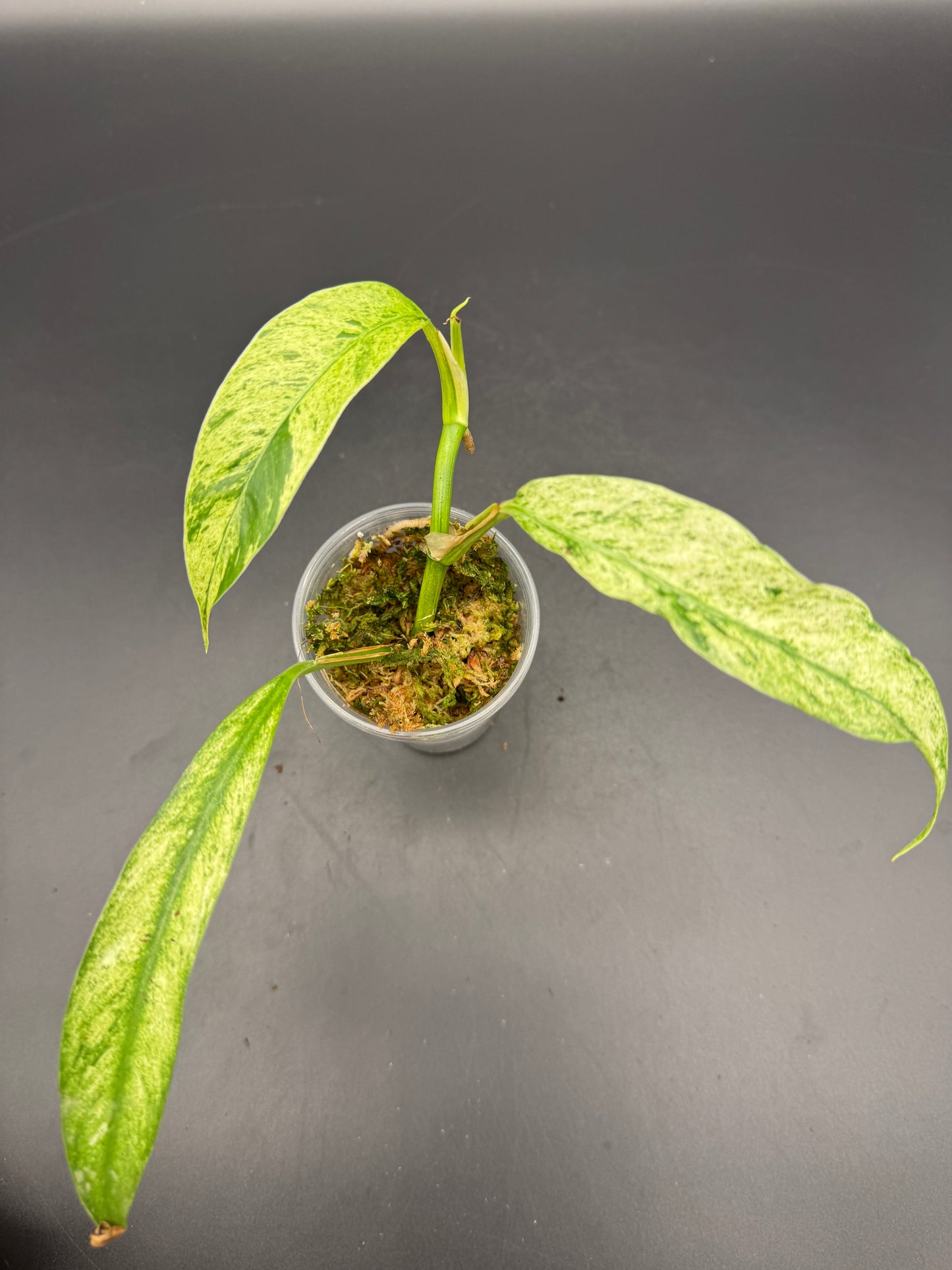 Rhaphidophora Megasperma variegata