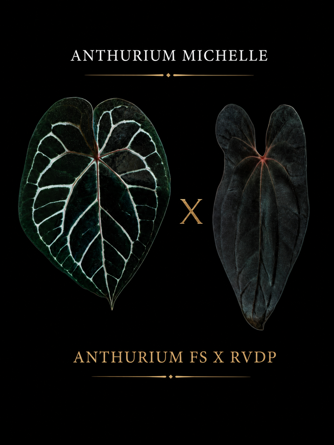 Anthurium Michelle × Anthurium FS × RVDP – Seedling