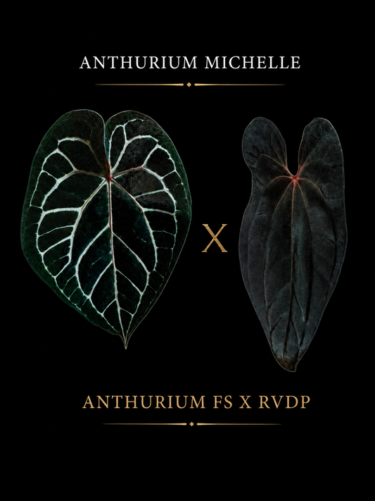 Anthurium Michelle × Anthurium FS × RVDP – Seedling