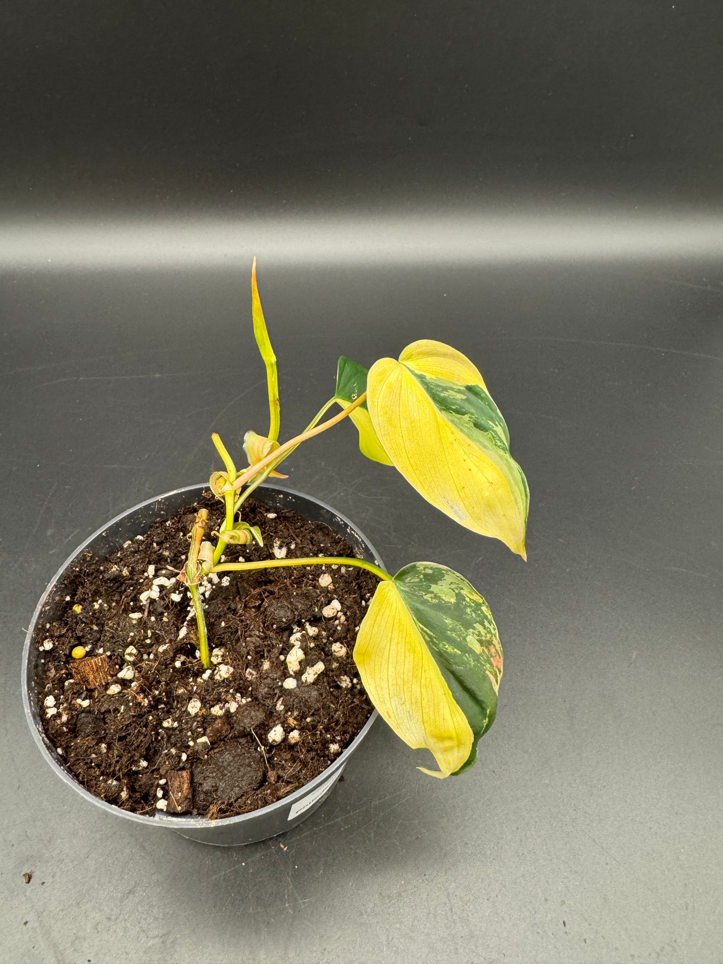 Philodendron micans variegata