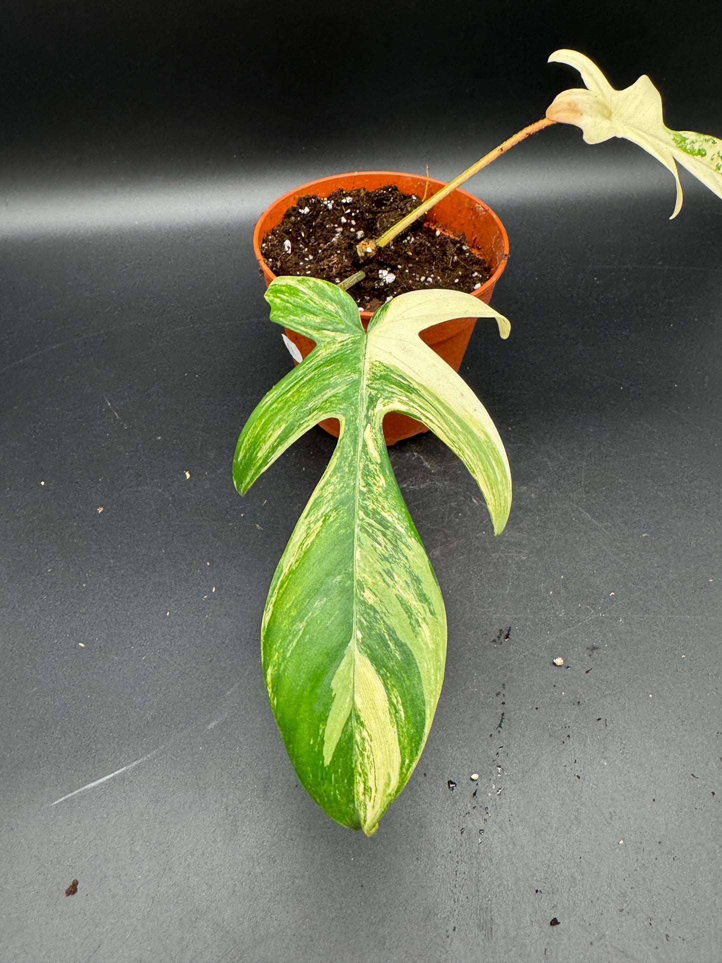 Philodendron Florida Beauty Basis