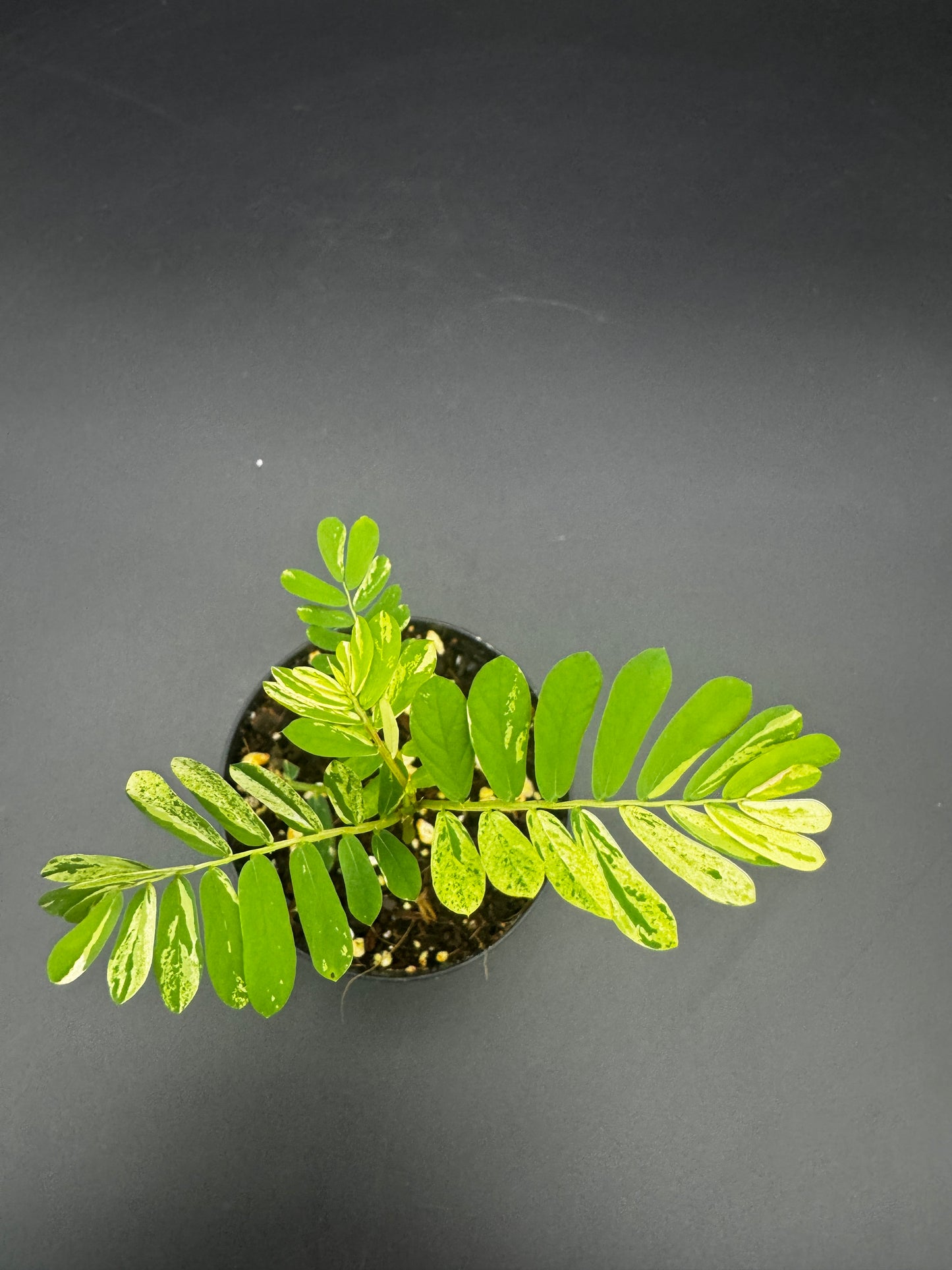 Phyllanthus Urinaria albo Variegata
