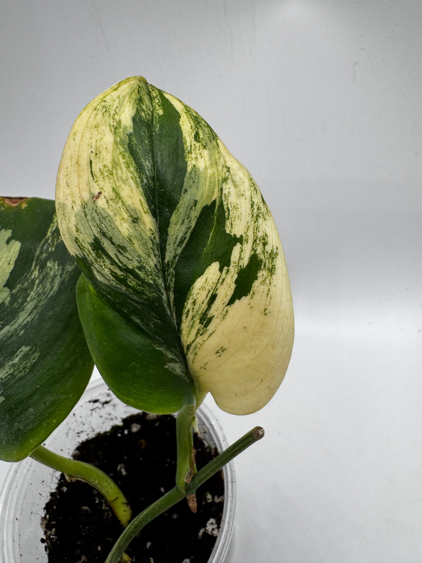 Scindapsus treubii moonlight Tricolor