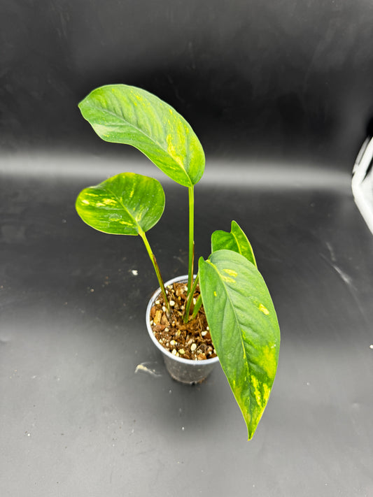 Epipremnum pinnatum kujang yellow Flame
